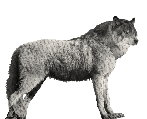 A collage of a wolf. It appears to have writing on it, but its too faded to read.